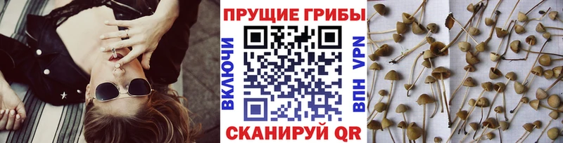 Псилоцибиновые грибы Psilocybe  купить  цена  МЕГА ONION  Свободный 